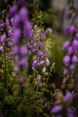 Beautiful purple bell flowers in the garden. Campanula with raindrops on petals