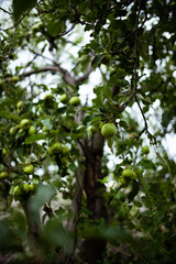 Green apples on the green tree branch. Garden harvest.