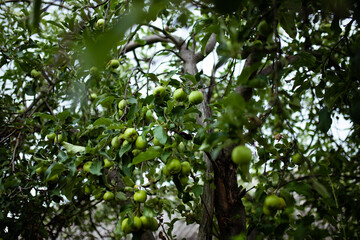 Green apples on the green tree branch. Garden harvest.