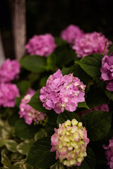 Closeup of a pink hydrangea flowers bush are blooming in spring and summer at sunset in town garden.