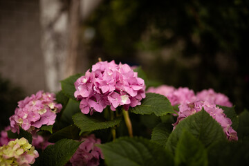 Closeup of a pink hydrangea flowers bush are blooming in spring and summer at sunset in town garden.