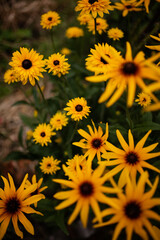 Beautiful sunny yellow rudbeckia flowers on a blurred background of a summer garden with many yellow flowers. Selective focus