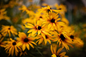 Beautiful sunny yellow rudbeckia flower on a blurred background of a summer garden with many yellow flowers. Selective focus