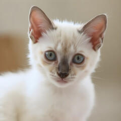 Un acercamiento al lindo rostro de un bello gato siamés