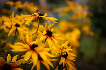 Beautiful sunny yellow rudbeckia flower on a blurred background of a summer garden with many yellow flowers. Selective focus