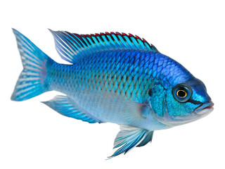 Electric Blue Hap, isolated on a transparent background