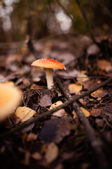 A close-up of a bright red fly agaric mushroom with white spots, nestled among grass and moss in a forest setting. The mushroom’s vivid colors contrast with the earthy tones of the surroundings