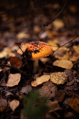 A close-up of a bright red fly agaric mushroom with white spots, nestled among grass and moss in a forest setting. The mushroom’s vivid colors contrast with the earthy tones of the surroundings