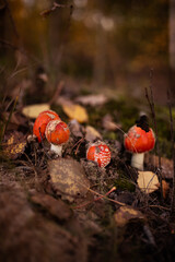 A close-up of a bright red fly agaric mushroom with white spots, nestled among grass and moss in a forest setting. The mushroom’s vivid colors contrast with the earthy tones of the surroundings