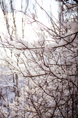 Frozen snow-covered branches of a tree