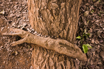 Intertwined tree roots with complex textures and earthy tones, creating a natural, abstract pattern. The selective focus highlights the intricate shapes, while the background fades softly.
