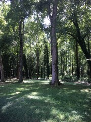 trees in the park
