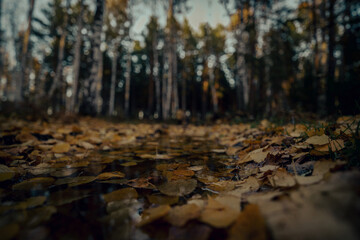 autumn in the forest