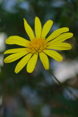 野に咲く黄色いユリオプスデージー