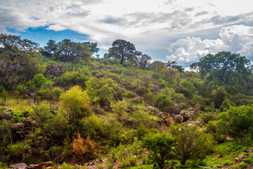 Obraz premium Nature landscape, low deciduous forest, sunny day at Rancho Los Cardos, in Monte Escobedo, Zacatecas