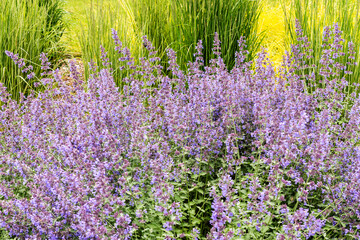 Naklejka premium The view on the small purple flowers growing on the yearly spring in the city park