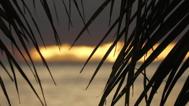 Close up of coconut tree leaves silhouettes with a sunset backdrop