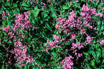 Closeup of flowering Queens Wreath also known as Coral Vine (Antigonon leptopus) in late afternoon autumn, nature background 