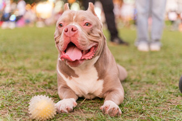 a calm and obedient American Bully sitting peacefully on a vibrant grassy field. Its muscular build...