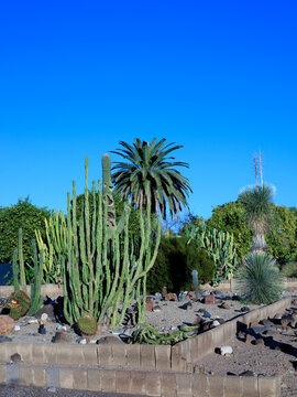 Columnar and barrel cacti along with yacca and palms Arizona desert style xeriscaping
