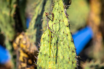 Unicorn mantis (pseudovates chlorophaea) on a cactus, mantis with horn and brown spots, in Zacatecas