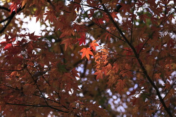 日本の秋、紅葉