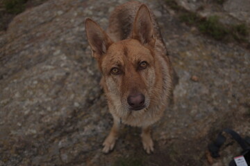 Naklejka premium German shepherd dog
