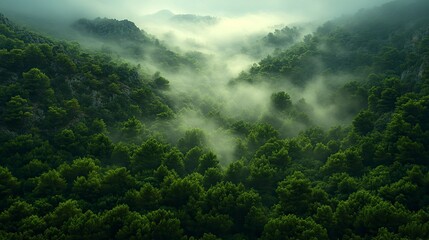 Obraz premium Atmospheric landscape with trees shrouded in mist and soft light