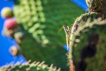 Unicorn mantis (pseudovates chlorophaea) on a cactus, mantis with horn and brown spots, in Zacatecas
