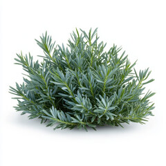 compact juniper bush with soft blue green needles, perfect for landscaping and garden design. Its lush foliage adds serene touch to any outdoor space