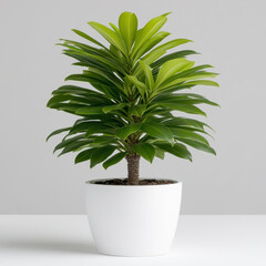 Fototapeta premium compact Norfolk Island pine tree in white pot, showcasing vibrant green foliage. This indoor plant adds touch of nature to any space, enhancing decor with its lush appearance