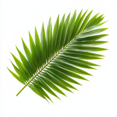 vibrant green fan palm leaf showcasing intricate textures and details, perfect for tropical themes and nature inspired designs