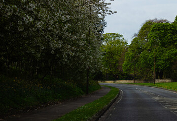 Fototapeta premium road in the park