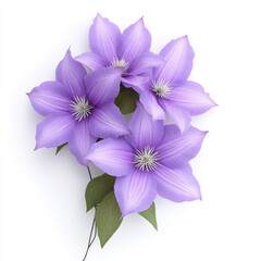 Fototapeta premium Beautiful clematis flowers with large violet blooms and green leaves create stunning visual. Their vibrant colors and intricate details evoke sense of tranquility and elegance