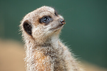 Cute meerkat head 3/4 view