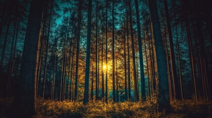 Fototapeta premium Enchanted forest at night with moonlight filtering through tall trees, creating a mystical glow