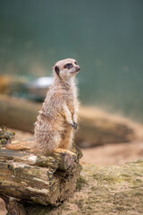 Meerkat on guard with green bokeh background full body
