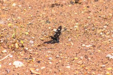 Diurnal flying moth, Episteme adulatrix, small black moth or butterfly, with black wings with white and blue spots in Monte Escobedo, Zacatecas