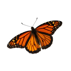 Fototapeta premium Colorful Monarch Butterfly in Flight Nature Setting Wildlife Photography Outdoor Environment Close-up View Natural Beauty and Conservation Awareness