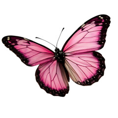 Fototapeta premium Butterfly Fluttering Nature Garden Wildlife Photography Natural Habitat Close-Up View Beauty of Nature for Environmental Awareness