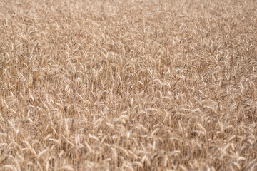 Wheat grain on the spikelet at the field. Ears of rye crop. Agriculture business harvest. Landscape with field of ripe rye in summer. Agriculture barley or rye field. Summer nature. Harvest festival