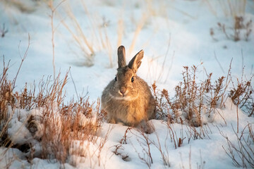 Front view brown golden rabbit in the snow