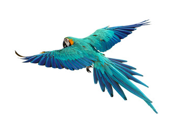Colorful flying Blue and Gold Macaw parrot isolated on transparent background png file