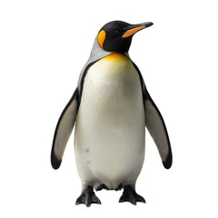 Penguin Portrait Antarctica Wildlife Photography Snowy Landscape Close-Up View Nature Conservation Focus