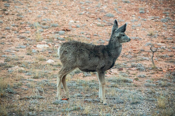 White tailed deer young fawn side view Wyoming prairie 