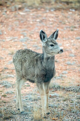 Roe deer fawn portrait Wyoming 