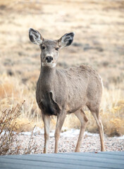Alert deer full view Wyoming desert wildlife