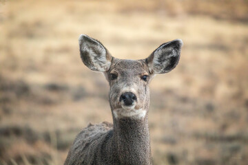 Close up deer head facing forward with prairie background