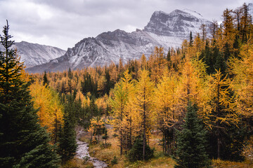 golden larch forest under snow mountains with a stream
