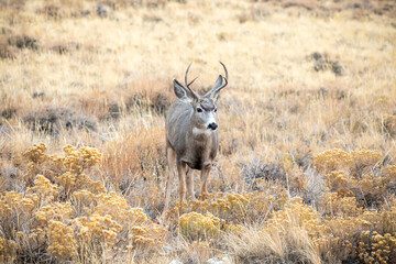 Deer stag front view Wild West sage 
